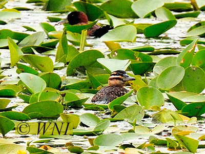 Masked Duck (Nomonyx dominicus)